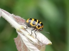 Cryptocephalus trifasciatus