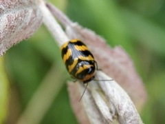 Cryptocephalus trifasciatus