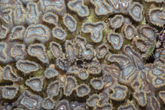 Caulastraea echinulata