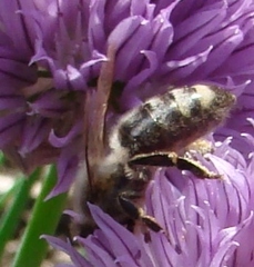 Apis mellifera