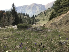 Allium atrosanguineum