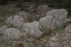 Montipora digitata