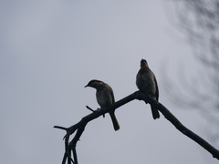 Gavicalis fasciogularis