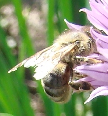 Apis mellifera