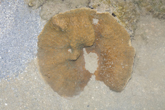 Podabacia crustacea