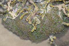Fimbriaphyllia divisa