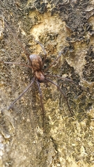 Eratigena