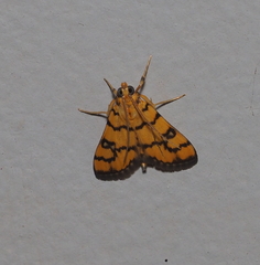 Glycythyma leonina