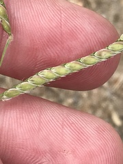 Urochloa mosambicensis