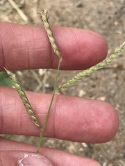 Urochloa mosambicensis