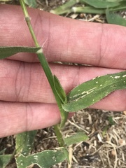 Urochloa mosambicensis