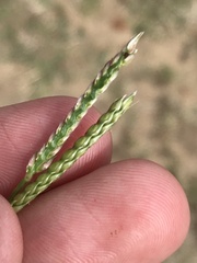 Urochloa mosambicensis