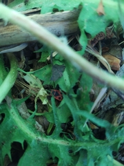 Pyrrhocoris apterus
