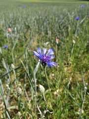 Centaurea cyanus