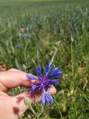 Centaurea cyanus