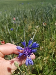 Centaurea cyanus