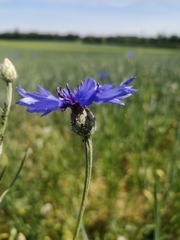 Centaurea cyanus