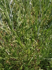 Centaurea cyanus
