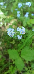 Myosotis