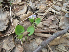 Viola sacchalinensis
