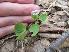 Viola sacchalinensis