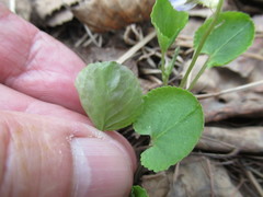 Viola sacchalinensis