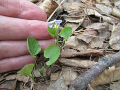 Viola sacchalinensis