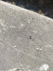 Formicidae