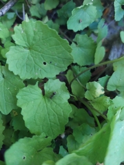 Formicidae
