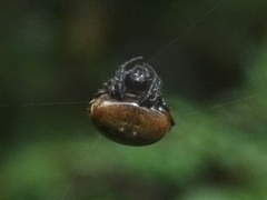 Eriovixia hainanensis