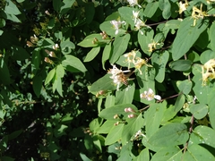 Apis mellifera