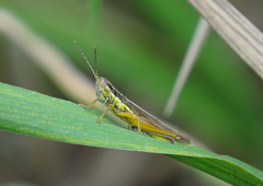 Bermius