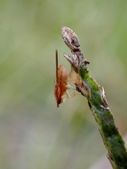 Trigonometopsis binotata