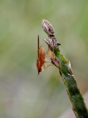 Trigonometopsis binotata