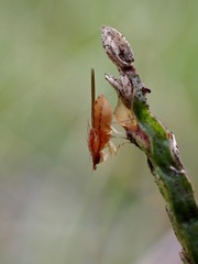 Trigonometopsis binotata