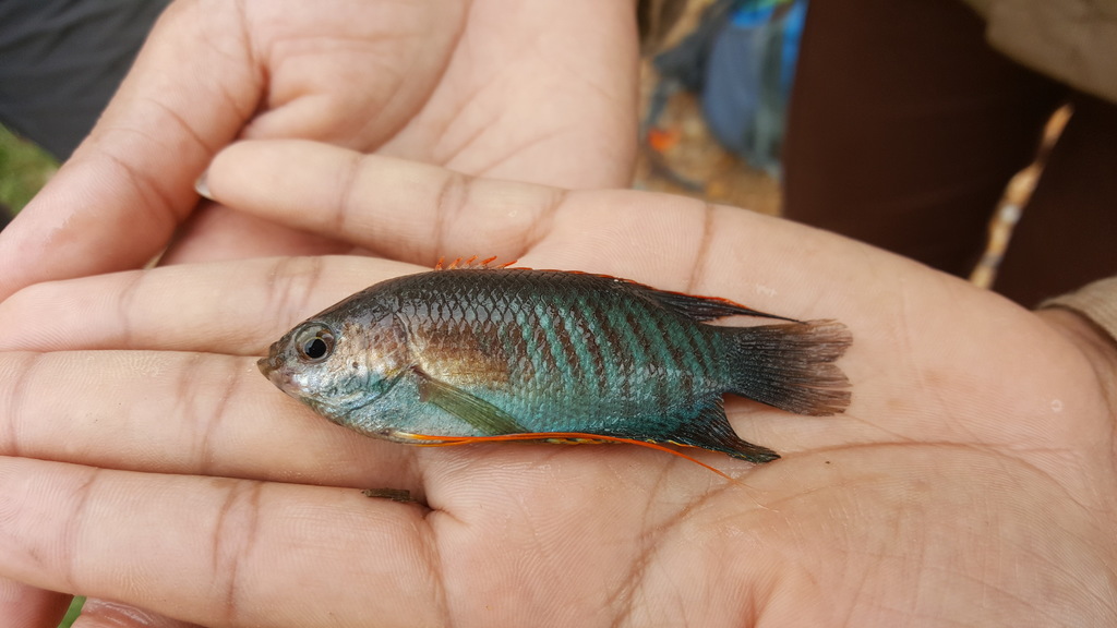 Thick-lipped gourami (Trichogaster labiosa) — Osphronemidae