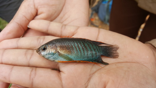 Thick-lipped gourami (Trichogaster labiosa) — Osphronemidae