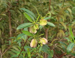 Dodonaea lanceolata