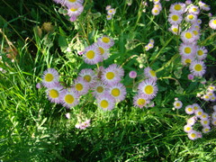 Erigeron philadelphicus