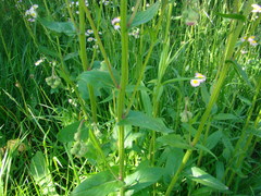 Erigeron philadelphicus