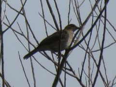 Turdus ignobilis debilis