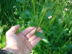 Erigeron philadelphicus