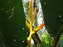 Heliconia lingulata