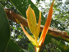 Heliconia lingulata