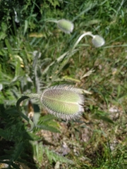 Papaver