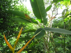Heliconia lingulata
