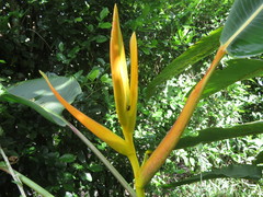 Heliconia lingulata