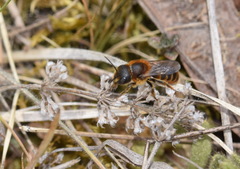 Osmia aurulenta