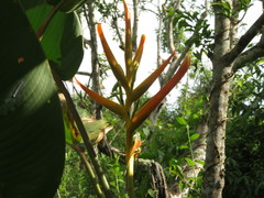 Heliconia lingulata