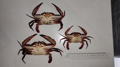 Cronius ruber